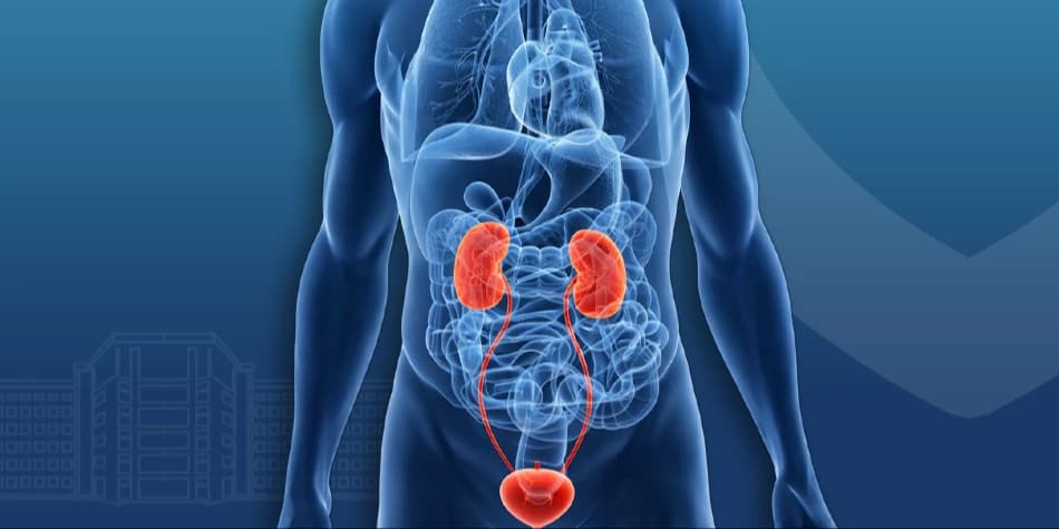Urinary system tomography