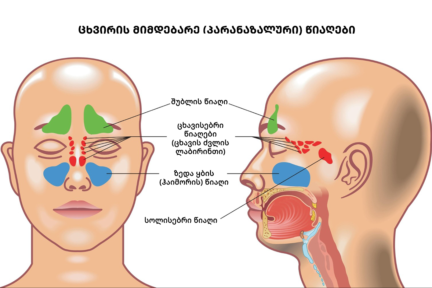 cxviris mimdebare paranazaluri tsiagebi