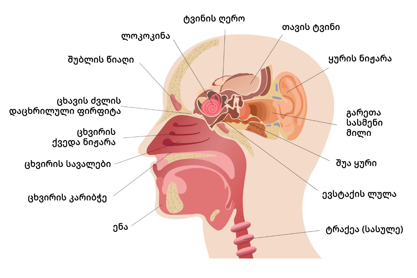 cxviris wiagebis surati